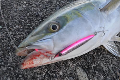 Zeake International R_Sardine, image 3 of 6